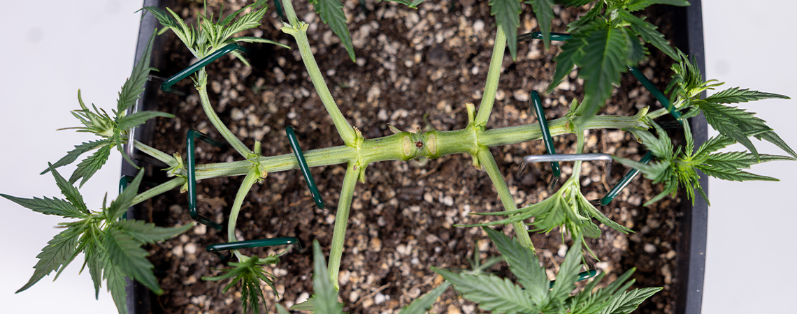 Hur du mainlinar cannabis: En komplett guide till manifolding Hur du mainlinar cannabis: En komplett guide till manifolding