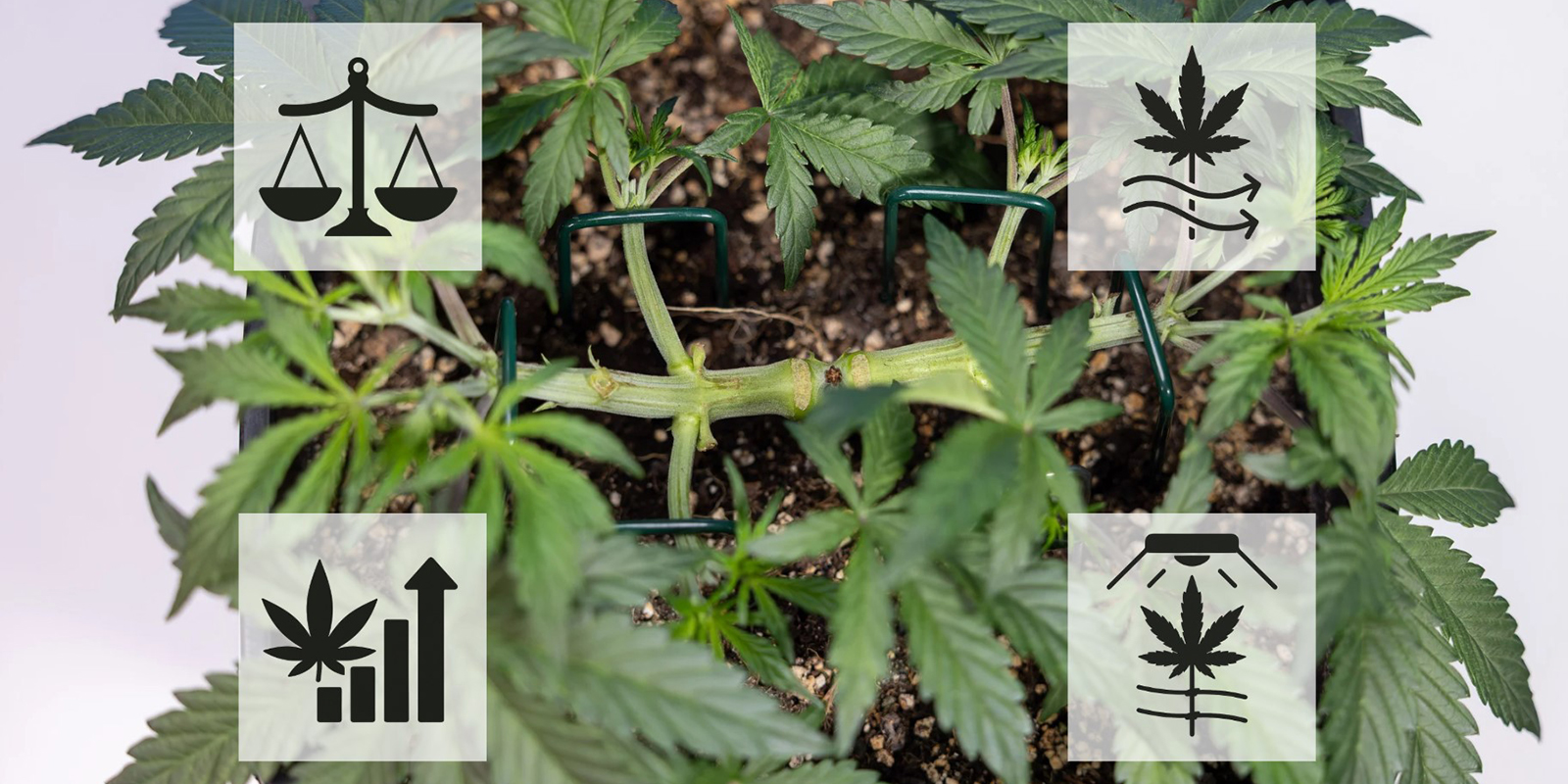 Fördelar med mainlining av cannabis Fördelar med mainlining av cannabis