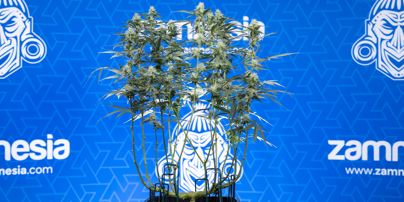 Mainline dig till större blommor Mainline your way to bigger buds