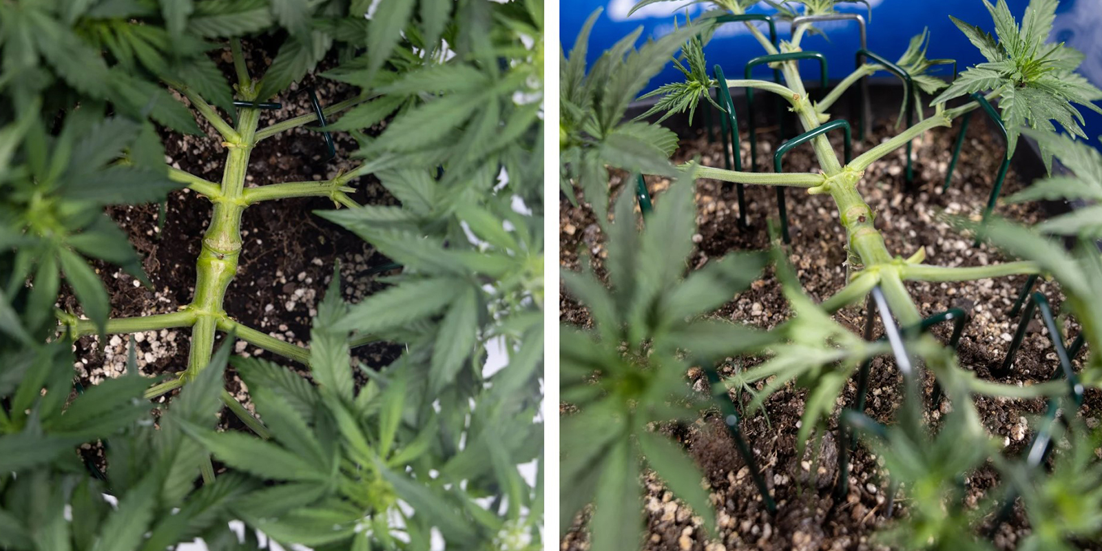 Mainlining autoflowers: Can it be done? Mainlining autoflowers: Can it be done?