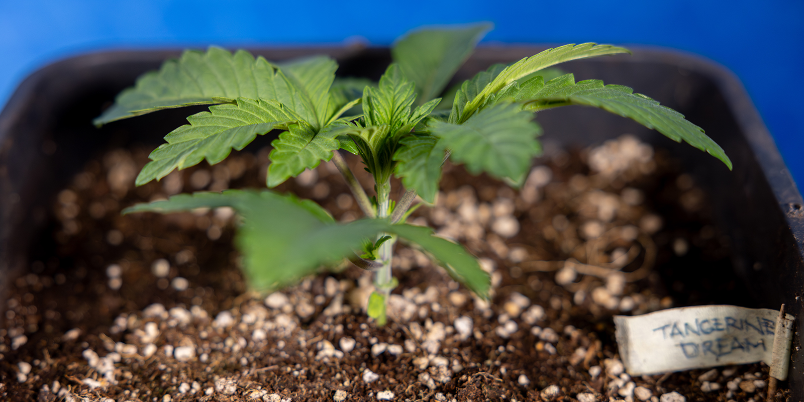 När du ska börja mainlina cannabis When to start mainlining cannabis