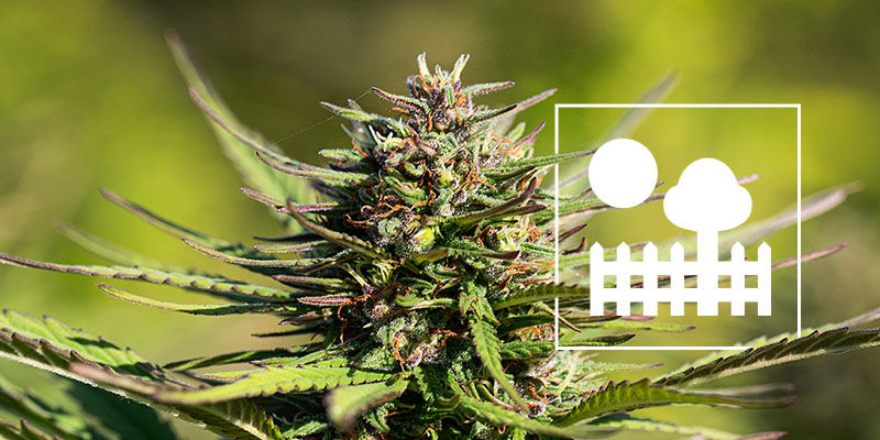 Odla cannabis i trädgården eller på bakgården Odla cannabis i trädgården eller på bakgården