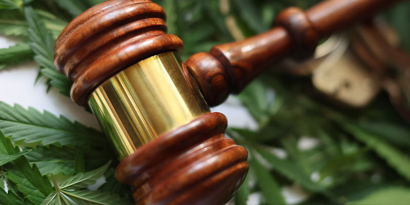 Är det lagligt att odla cannabis i din trädgård? Är det lagligt att odla cannabis i din trädgård?