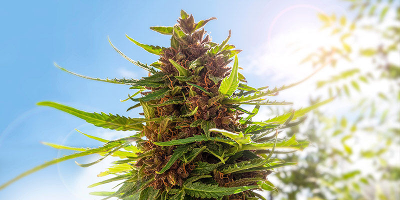 Varför odla cannabis i din trädgård? Varför odla cannabis i din trädgård?