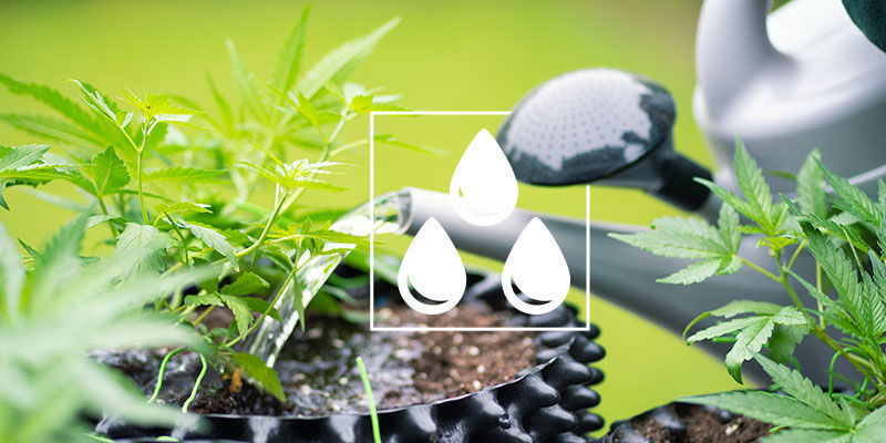Spola cannabisplantor: det du behöver veta Spola cannabisplantor: det du behöver veta