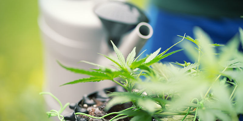 Så sköljer du cannabisplantor How to flush cannabis plants