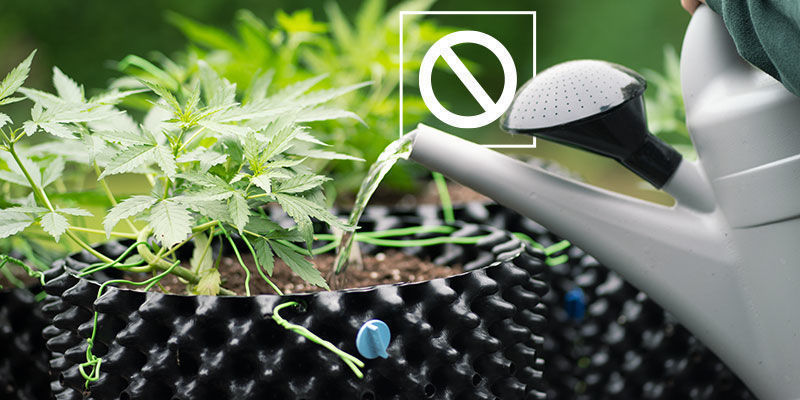 När bör du undvika att spola cannabisplantor? När bör du undvika att spola cannabisplantor?