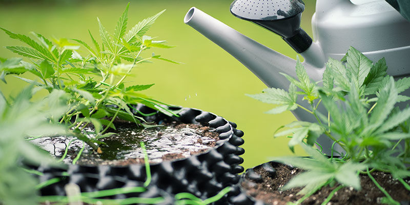 Varför spola cannabisplantor? Varför spola cannabisplantor?