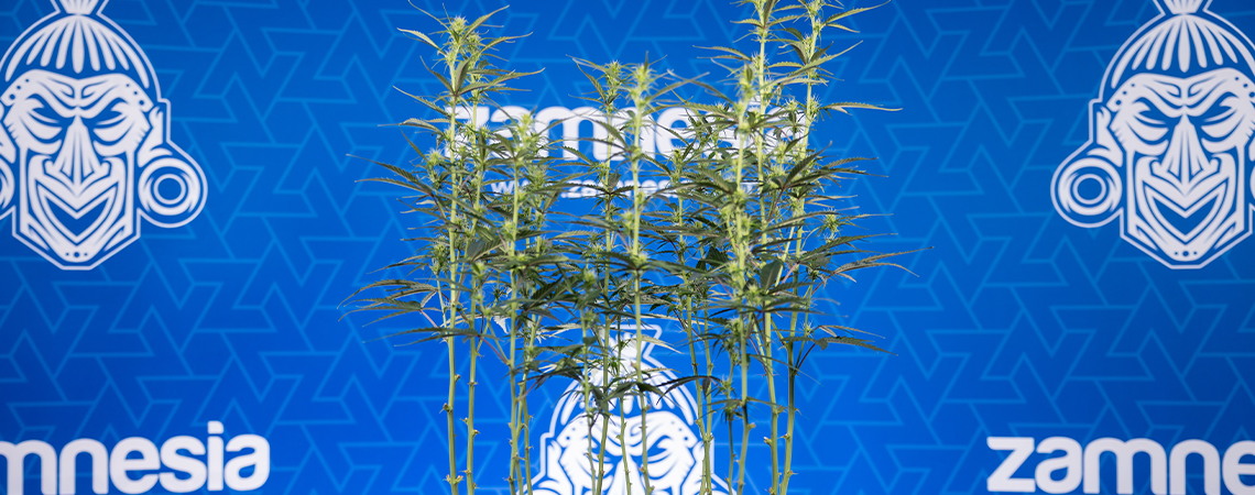 Cannabis avlövning: Allt du behöver veta Cannabis avlövning: Allt du behöver veta