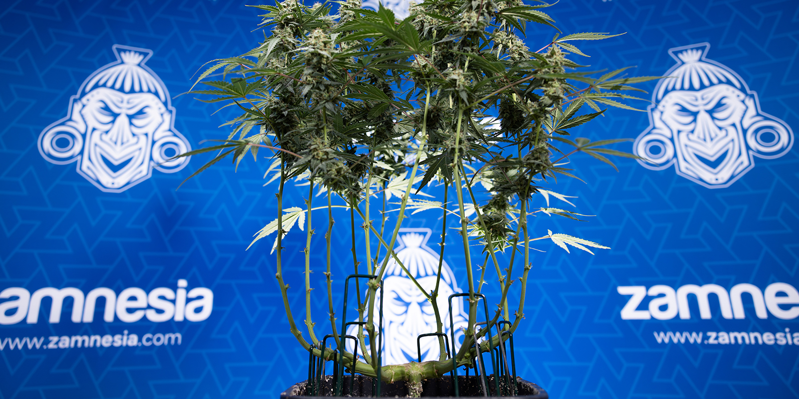 Avlövning av Autoflower: särskilda saker att tänka på Avlövning av Autoflower: särskilda saker att tänka på