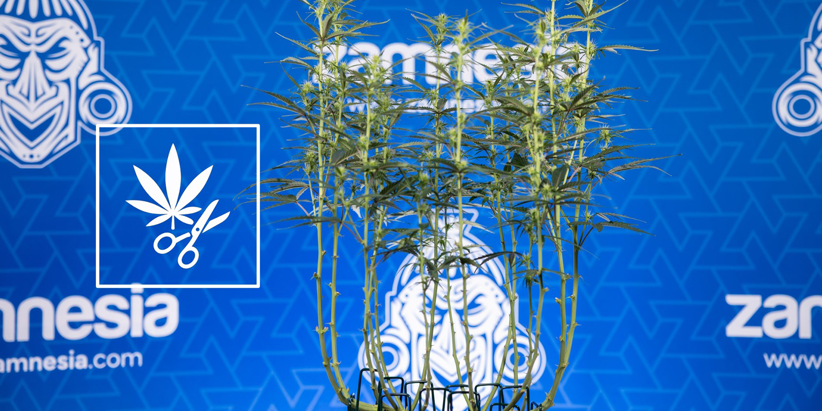 Hur du avl&ouml;var cannabisplantor (steg f&ouml;r steg)