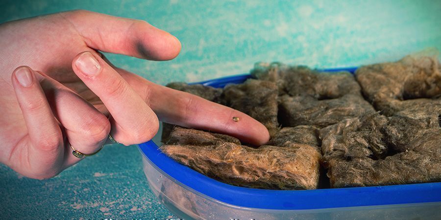 Odla cannabis i stenull: GRONING