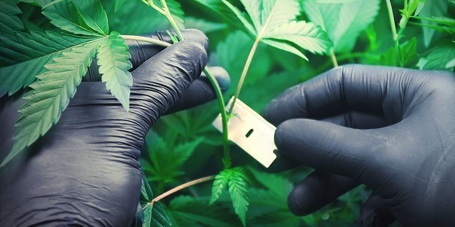 Odla cannabis i stenull: kloning och rotning av sticklingar Odla cannabis i stenull: kloning och rotning av sticklingar