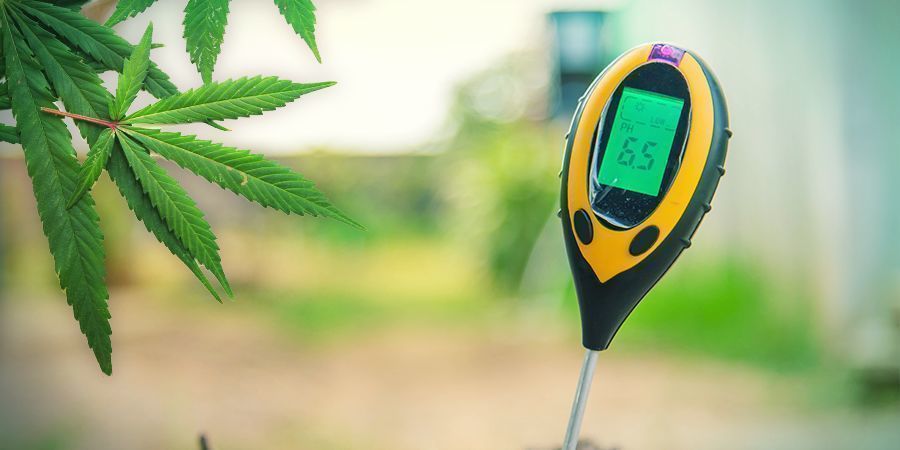 Odla cannabis i stenull: VEGETATION