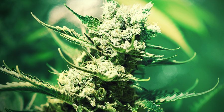 Odla cannabis i stenull: BLOMNING
