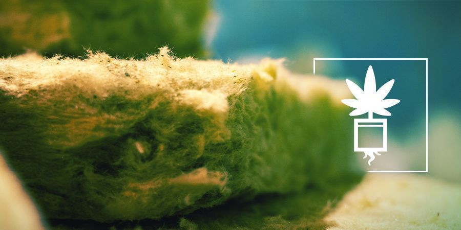 Odla cannabis i stenull GROWING CANNABIS IN ROCKWOOL
