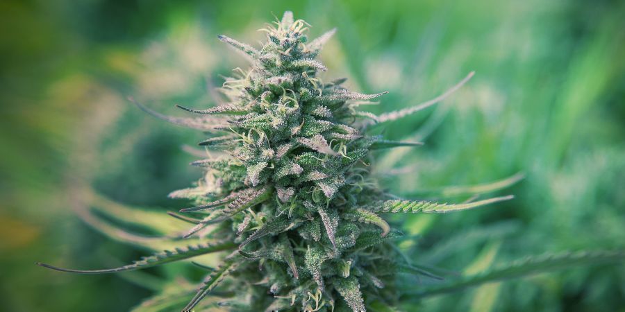 Vad är autoflower? Vad är autoflower?