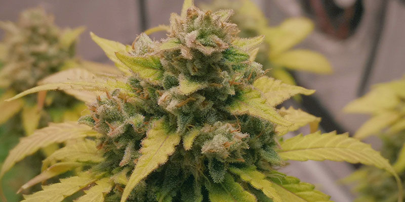 Odla Autoflower – busenkelt Odla Autoflower – busenkelt