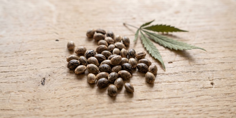 Vad &auml;r feminiserade cannabisfr&ouml;n?