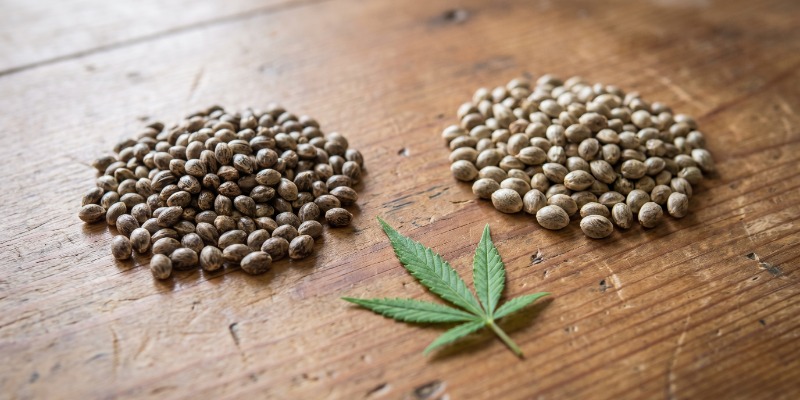 &Auml;r feminiserade cannabisfr&ouml;n samma sak som fotoperiodfr&ouml;n?