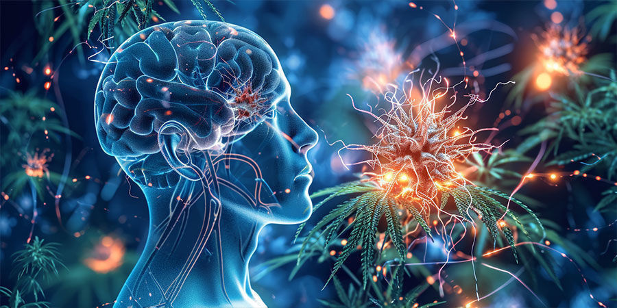 THCV och det endokannabinoida systemet THCV och det endokannabinoida systemet