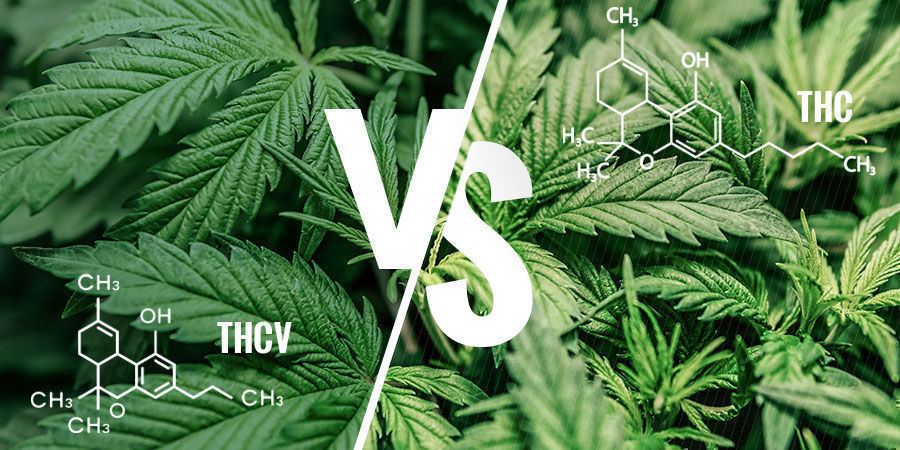 THCV Vs THC THCV vs THC