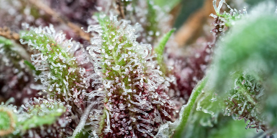 Vad är tetrahydrocannabivarin (THCV)? Vad är tetrahydrocannabivarin (THCV)?