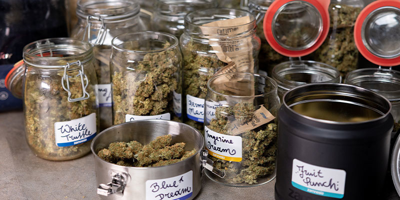Att tvätta cannabisblommor: Ja eller nej? Att tvätta cannabisblommor: Ja eller nej?