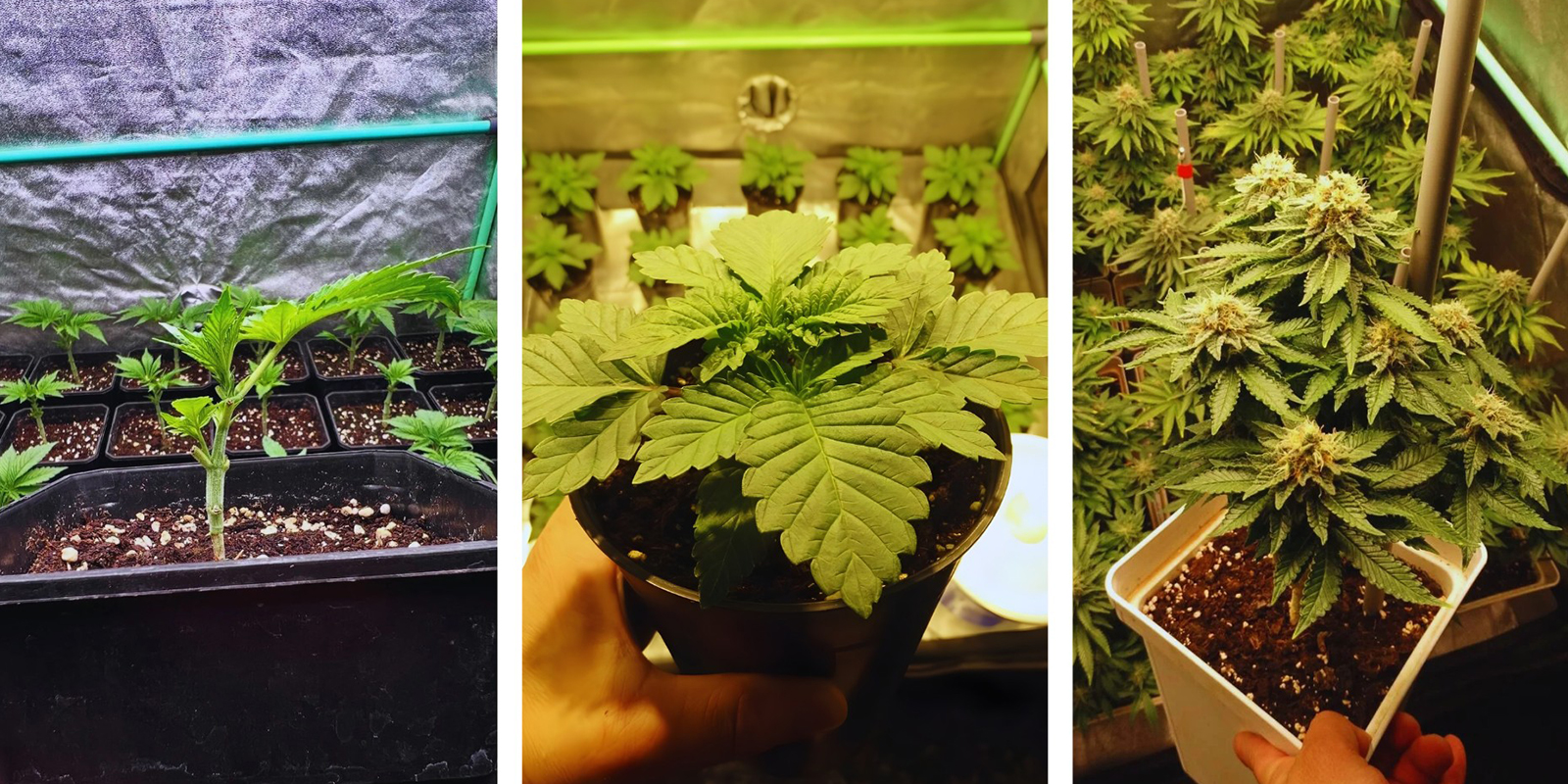 Välja rätt SOG-upplägg: sticklingar vs frön vs Autoflower Välja rätt SOG-upplägg: sticklingar vs frön vs Autoflower