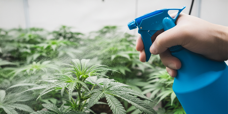 Så blir du av med trips på cannabisplantor Så blir du av med trips på cannabisplantor