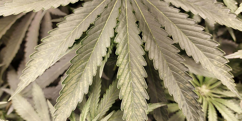 Så förebygger du trips på cannabis Så förebygger du trips på cannabis