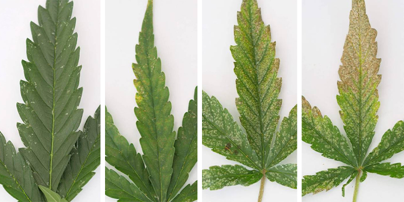 Tripskador på cannabis: Hur ser det ut? Tripskador på cannabis: Hur ser det ut?