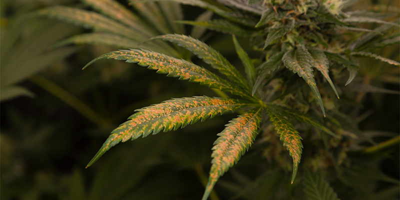 Trips på cannabis: Är din skörd fortfarande säker? Trips på cannabis: Är din skörd fortfarande säker?