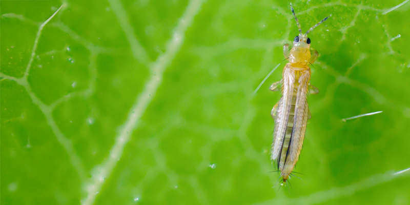 Vad är trips på cannabis? What are thrips on cannabis?