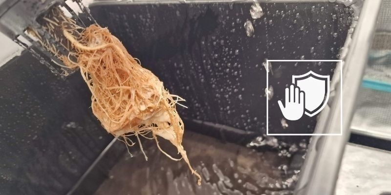 Förebygg rotröta framöver Preventing root rot in the future