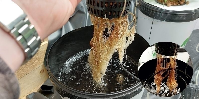 Rotröta i hydroponik Root rot in hydroponics