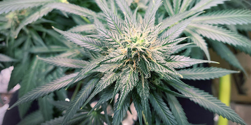 Cannabis kväveöverskott: en sammanfattning Cannabis kväveöverskott: en sammanfattning