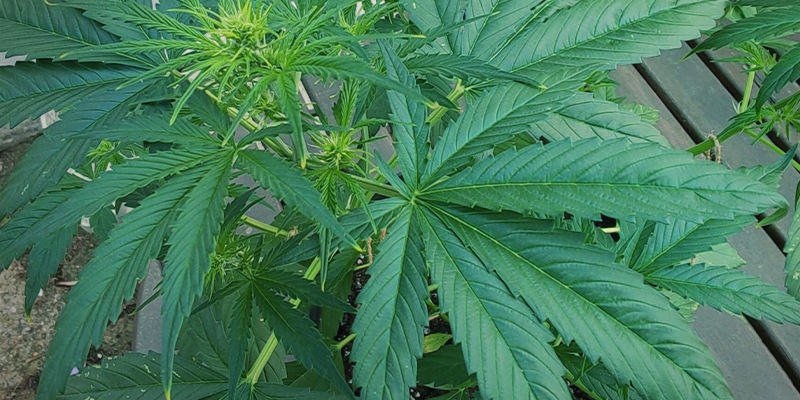 S&aring; ser kv&auml;vetoxicitet ut hos cannabisplantor