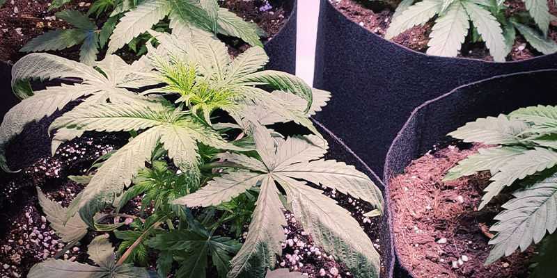 S&aring; ser kv&auml;vetoxicitet ut hos cannabisplantor