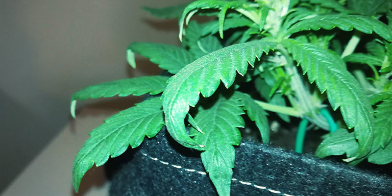 S&aring; ser kv&auml;vetoxicitet ut hos cannabisplantor