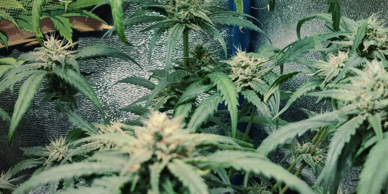 Så ser kvävetoxicitet ut hos cannabisplantor