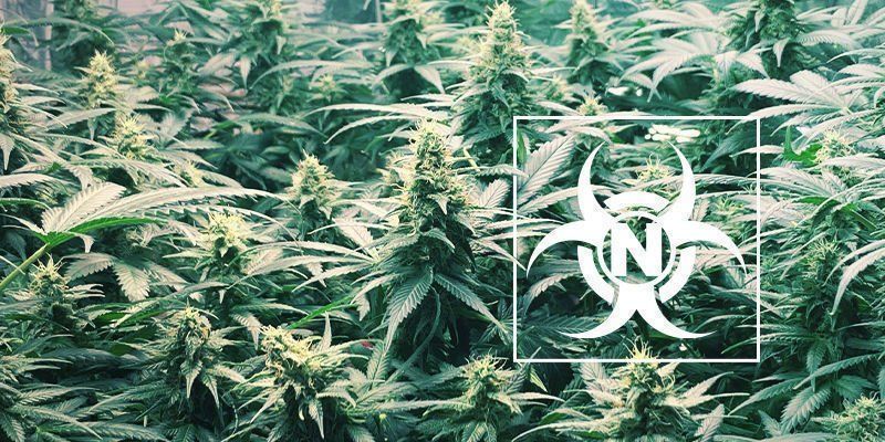 Kvävetoxicitet hos cannabisplantor Nitrogen Toxicity In Cannabis Plants