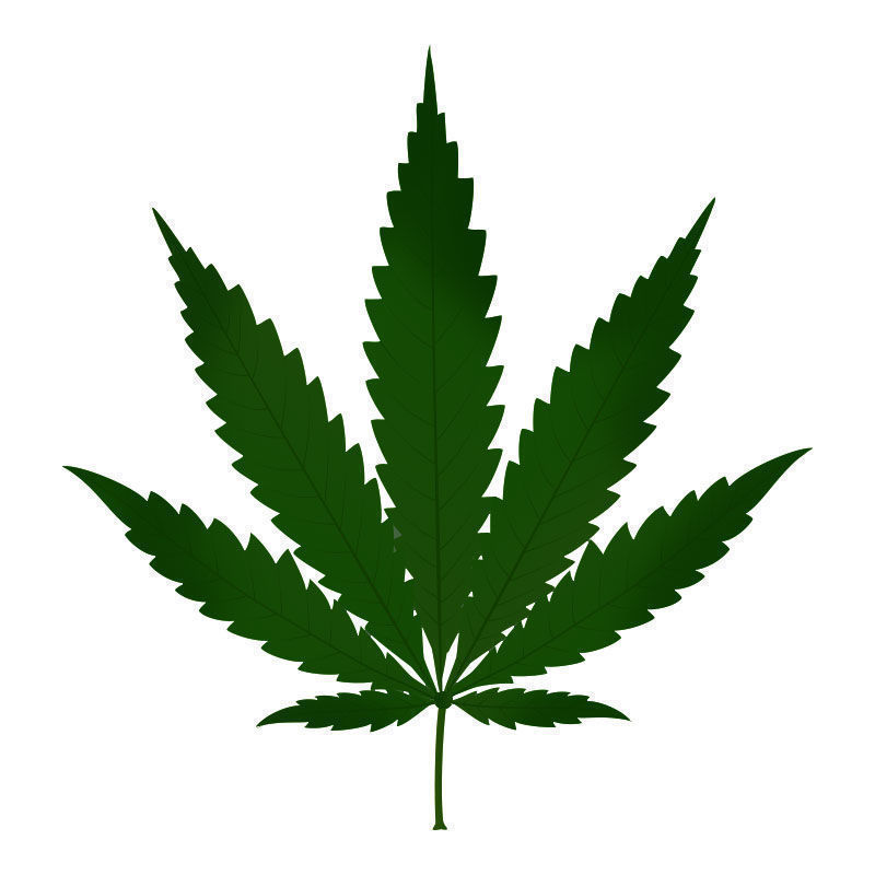 Kvävetoxicitet hos cannabisplantor: hur kvävetoxicitet utvecklas
