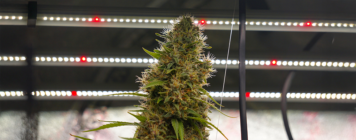 Autoflower ljuscykler förklarade Autoflower light cycles explained