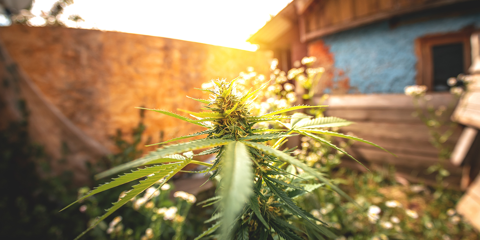 Hur säkerställer du optimalt ljus för Autoflower utomhus? Hur säkerställer du optimalt ljus för Autoflower utomhus?
