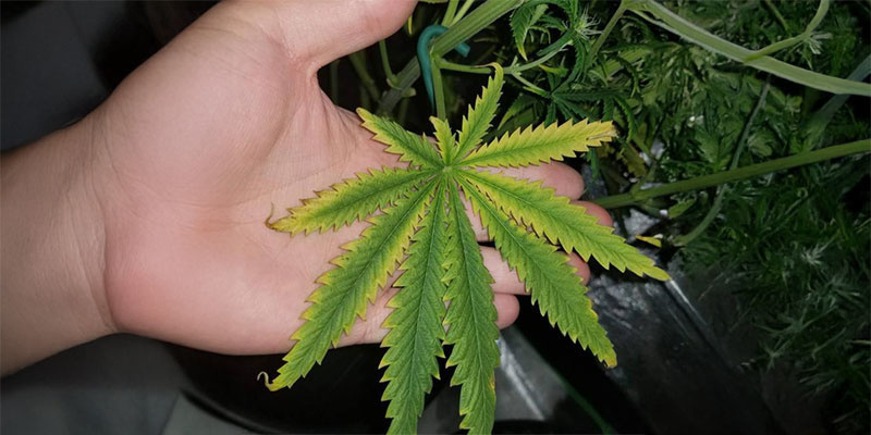 3. Bruna fläckar och krullande blad 3. Brown spots and leaf curling