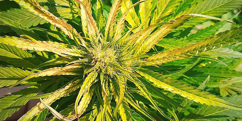 Hur svavelbrist ser ut p&aring; en cannabisplanta