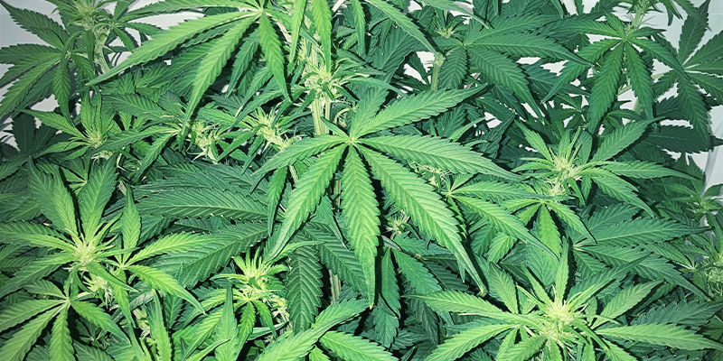 Hur svavelbrist ser ut p&aring; en cannabisplanta