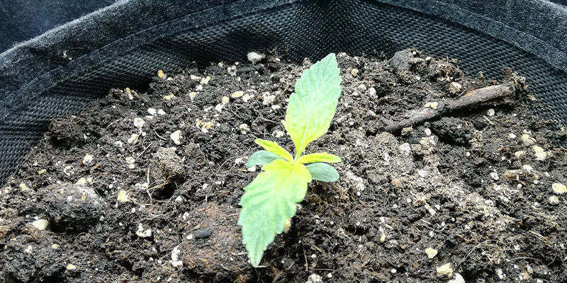 Hur svavelbrist ser ut p&aring; en cannabisplanta