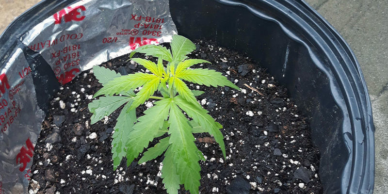 Hur svavelbrist ser ut på en cannabisplanta